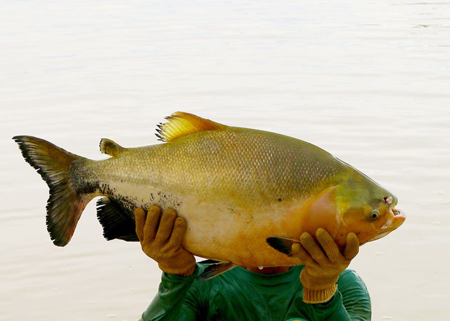 Tambaqui é o peixe nativo mais cultivado no Brasil