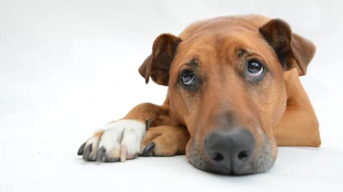 Cachorro Castrado Engorda? Saiba se é Mito ou Verdade!