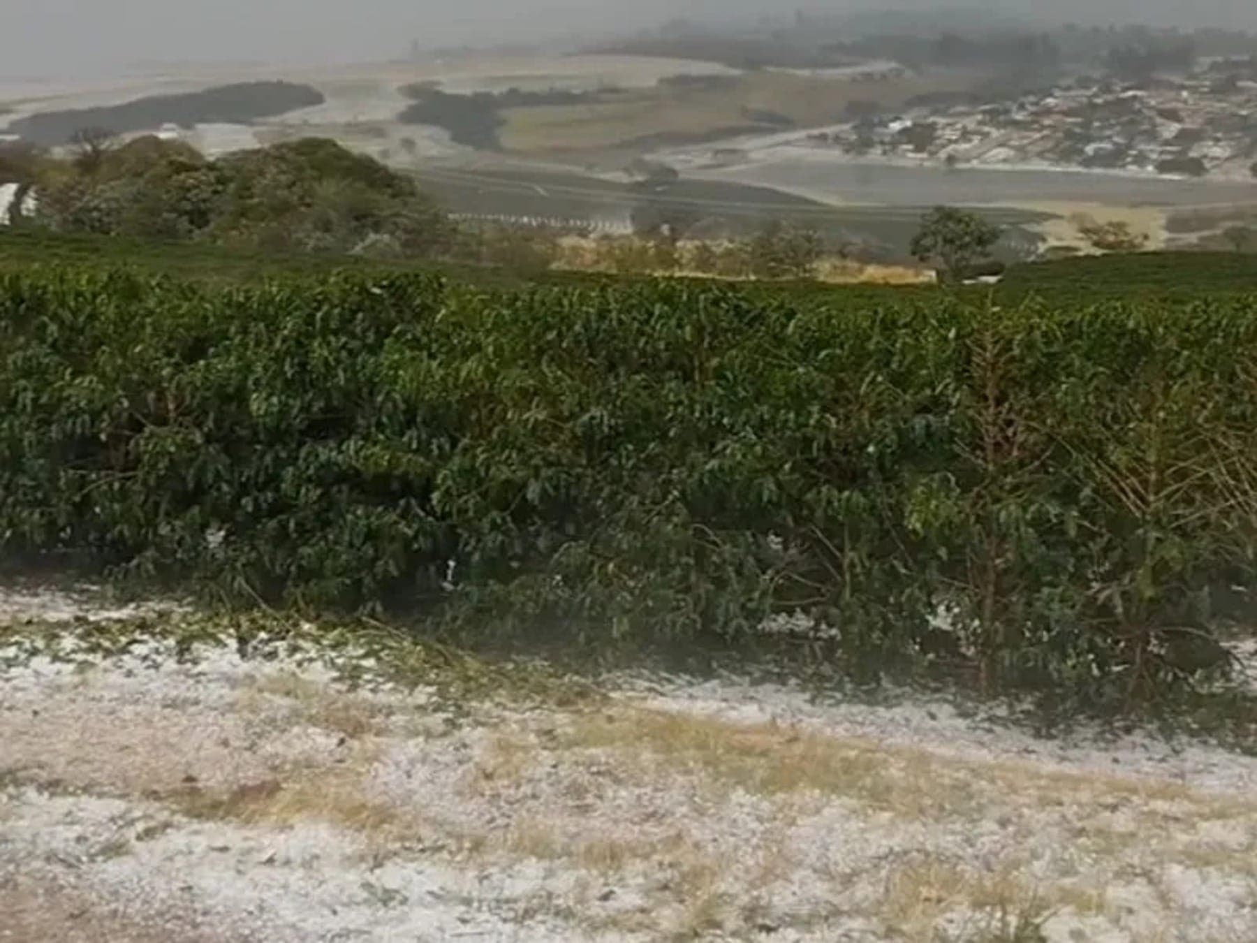 Lavouras de café atingidas por granizo em Minas Gerais