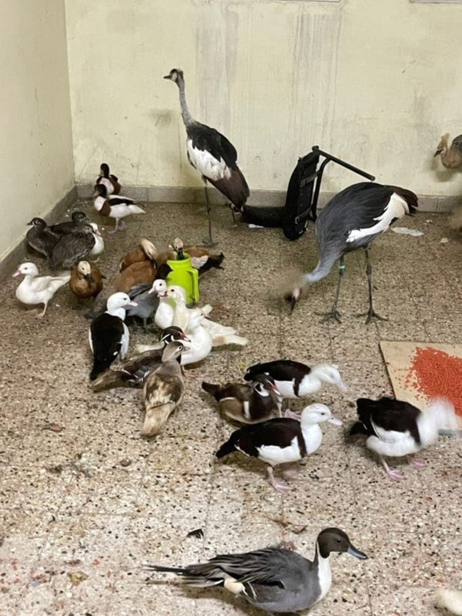 60 aves apreendidas em motorhome na fronteira