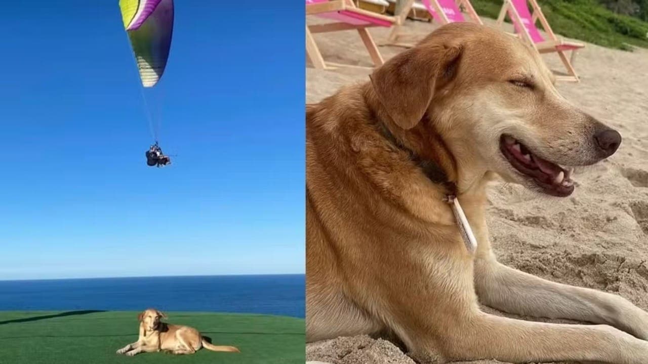Cachorro caramelo vira influencer e acumula milhares de seguidores