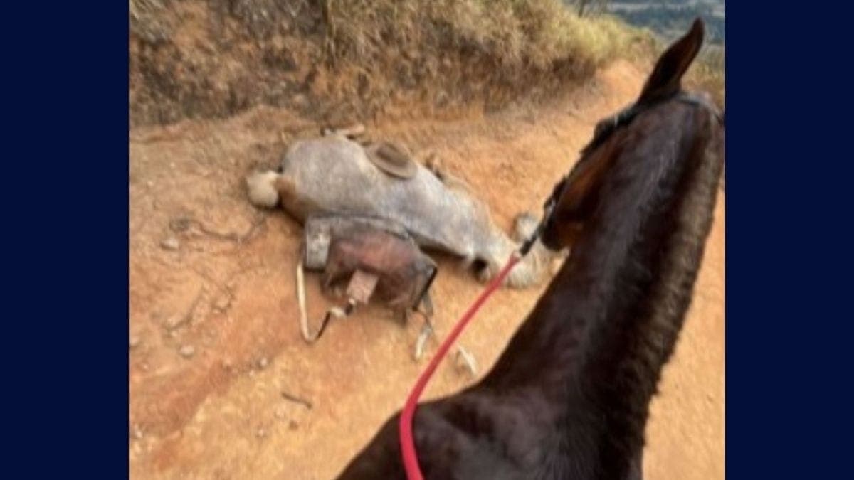 Animal teve as patas cortadas após se deitar cansado de cavalgada