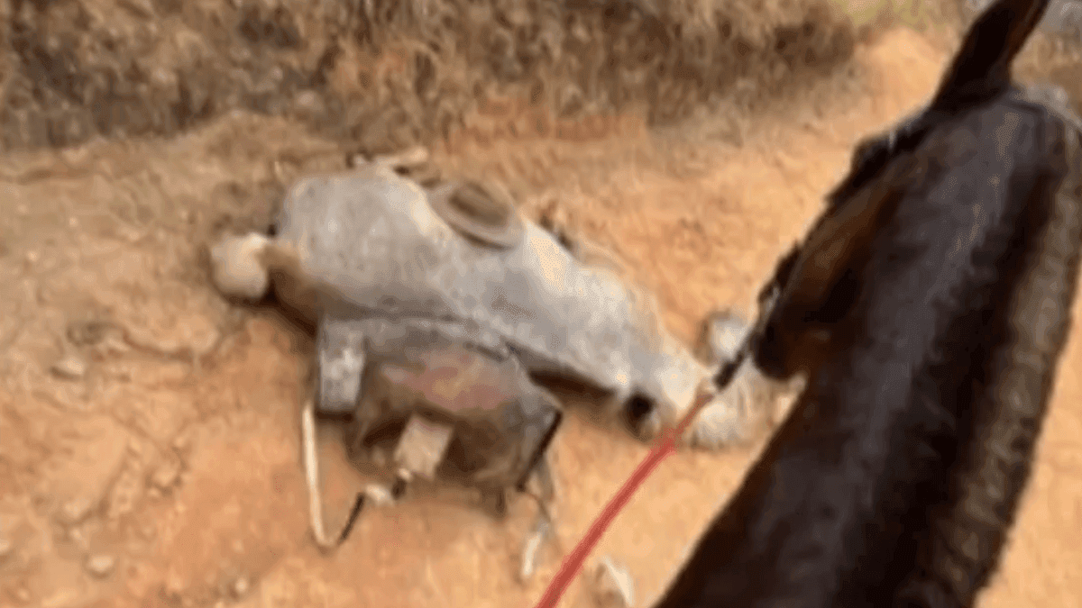 Homem que cortou patas de cavalo em Bananal é preso pela Polícia Civil