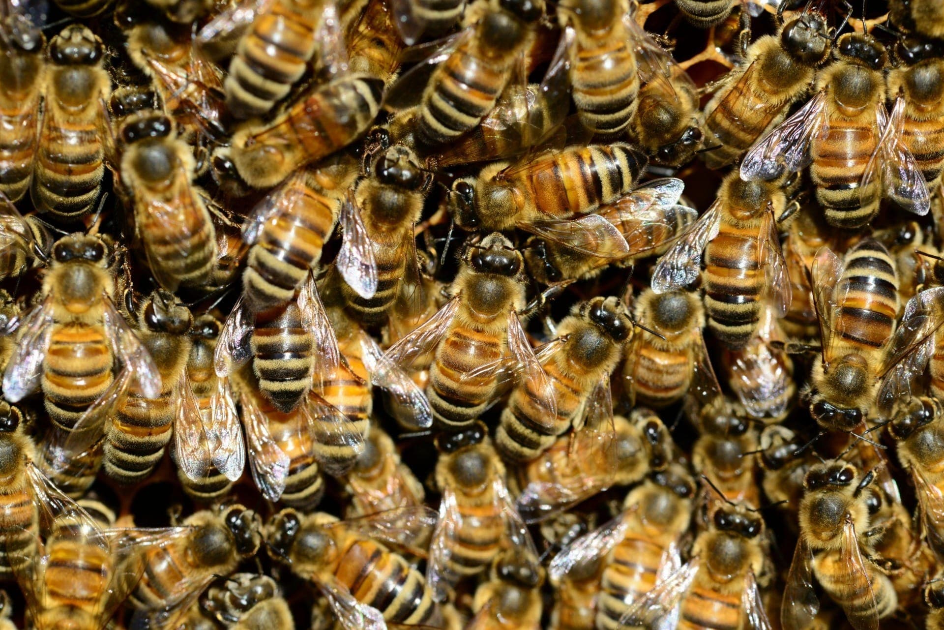 Pesquisadores veem alta nos ataques e mortes por abelhas com preocupação