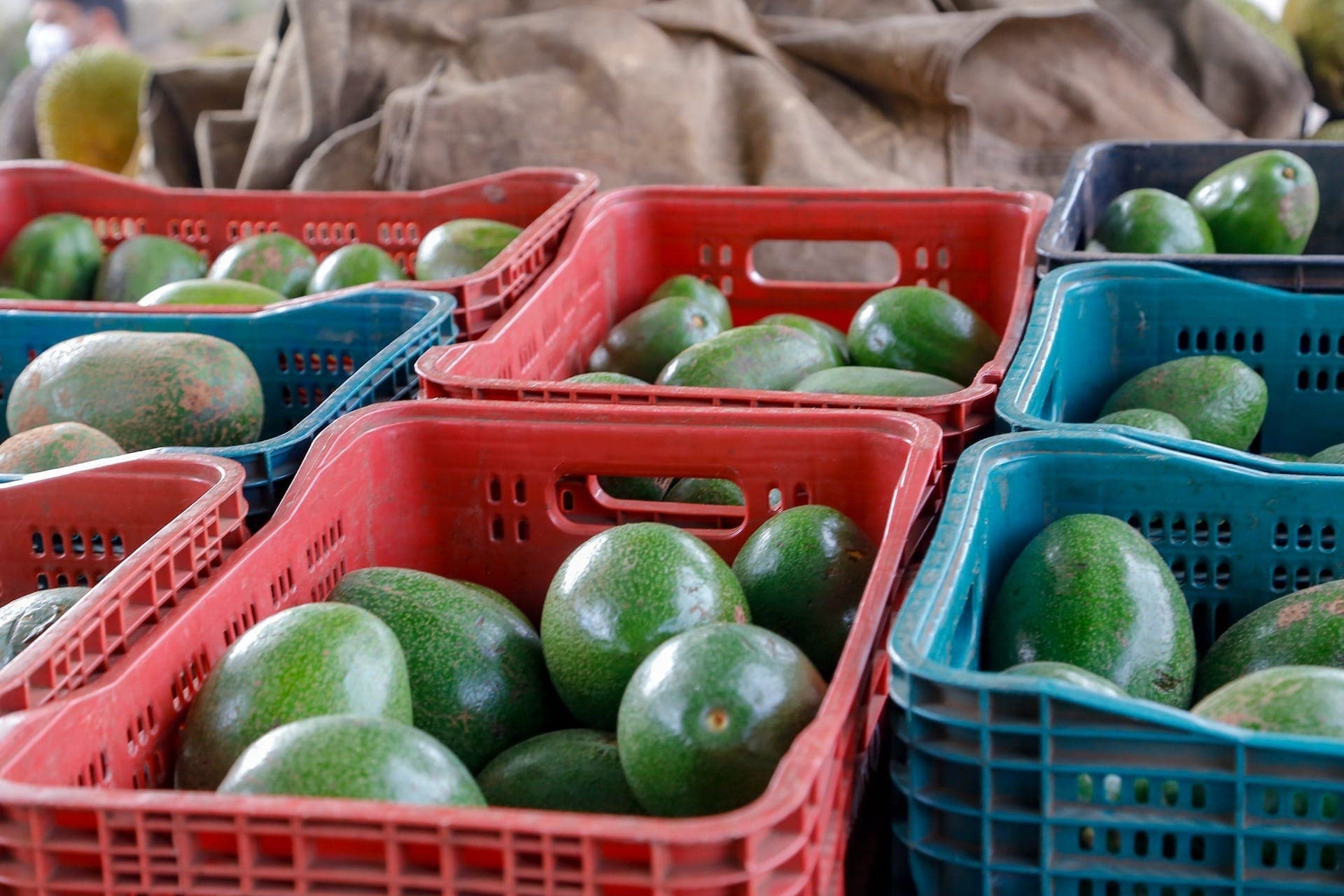 Produção de abacate cresce 91% no Paraná, com Apucarana à frente