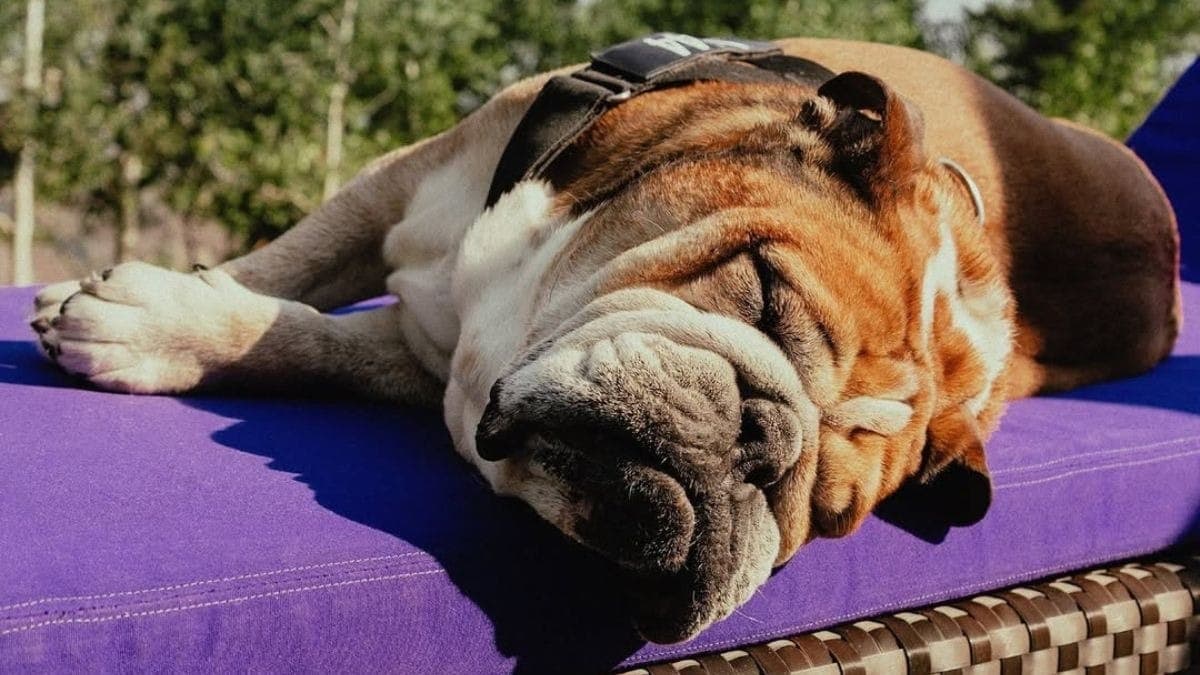 Cachorro de Hamilton, Roscoe, na capa da Dogue, edição especial da Vogue Magazine