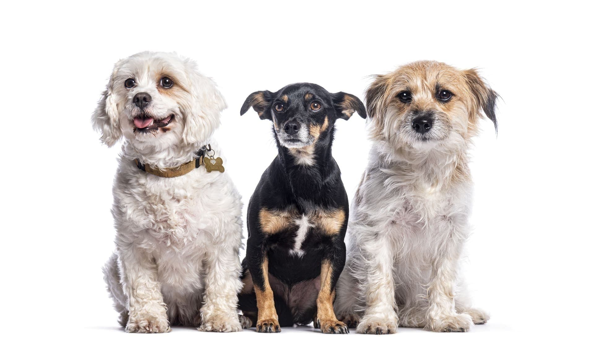 Mercado pet faturou R$ 75,4 bilhões em 2024 no Brasil