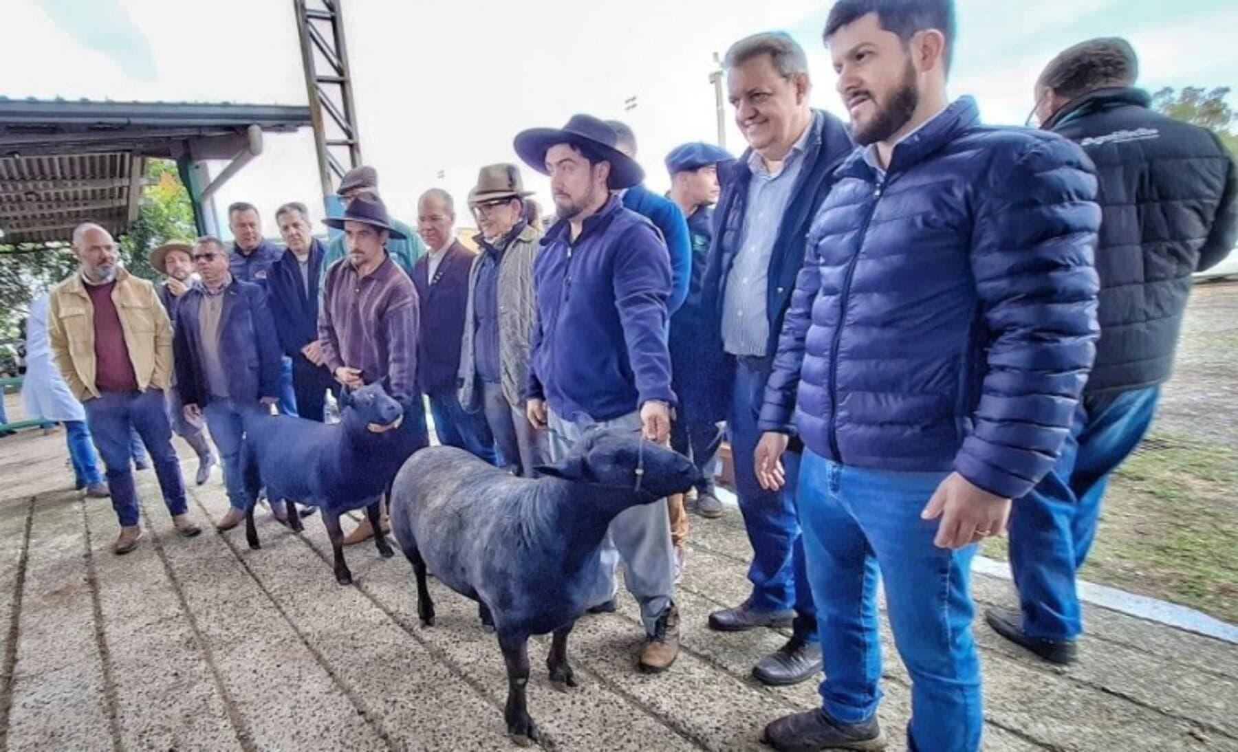 Dois ovinos Texel viajaram 10 horas para serem os primeiros a chegar na Expointer