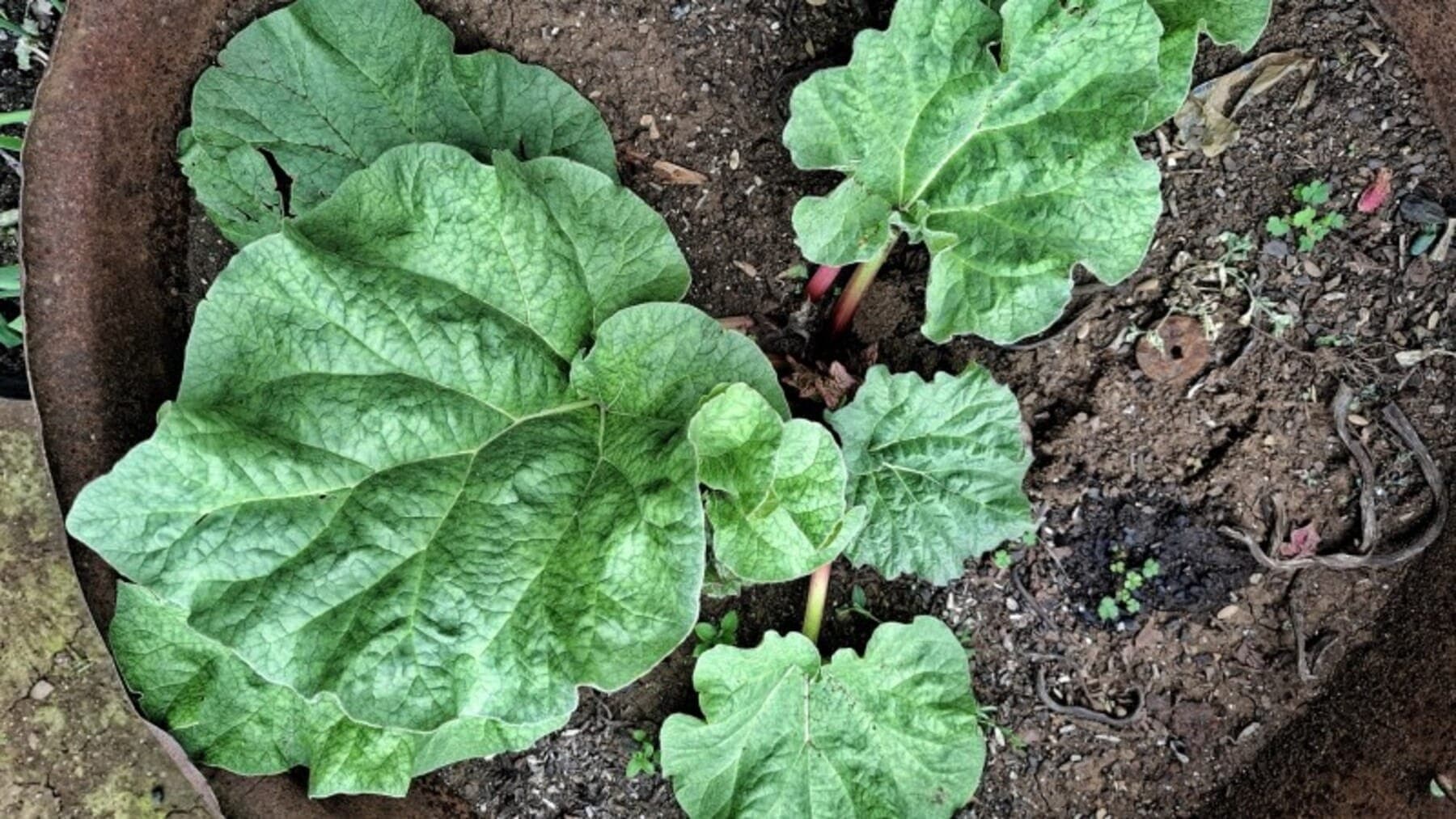 Com o lixo orgânico, é possível produzir adubo em casa