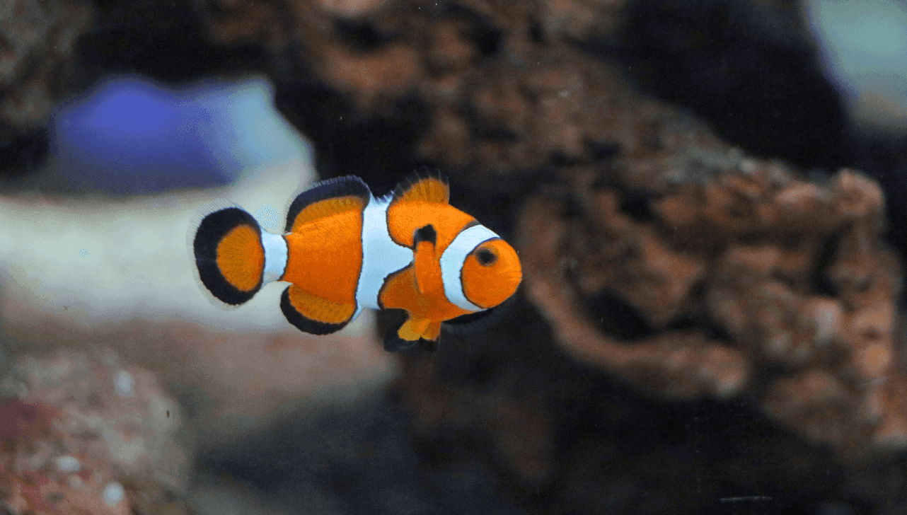 Atrações do aquário incluem 28 espécies de peixes de água doce e salgada, destacando-se o peixe-palhaço e o peixe-papagaio híbrido