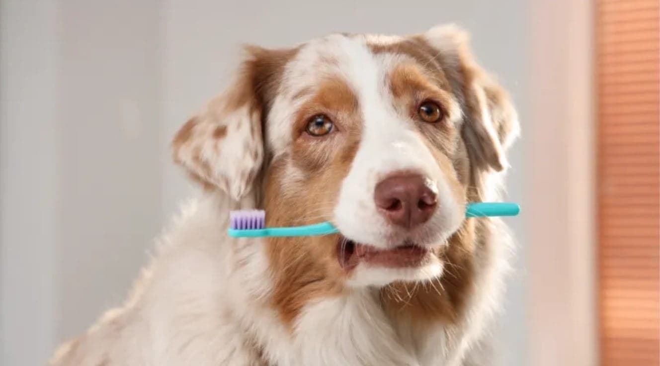 Como Cuidar dos Dentes do Seu Pet: Dicas Infalíveis para Evitar o Tártaro