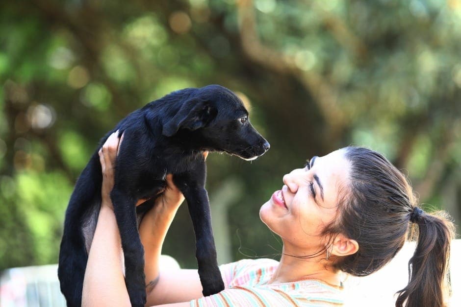 Estarão disponíveis cães e gatos para adoção responsável