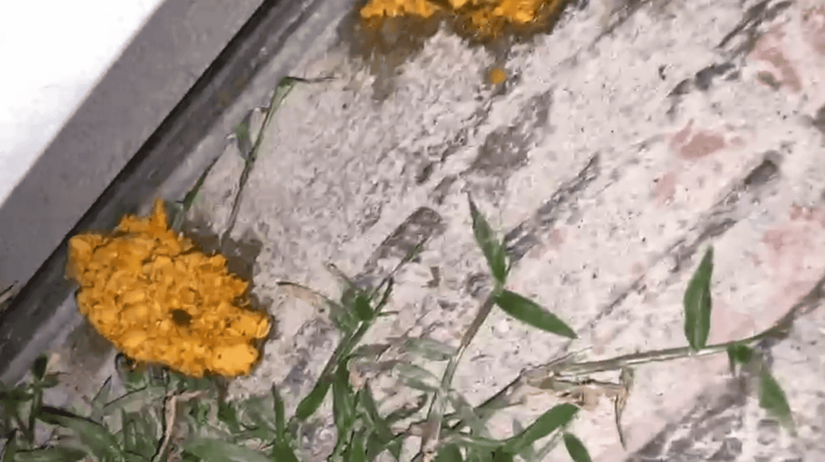 A Comlurb foi acionada para realizar a limpeza da área.