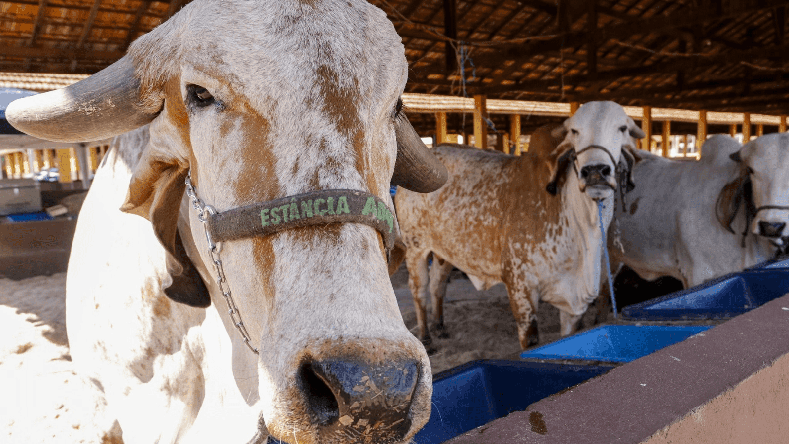 Chegada dos animais ao Recinto de Exposições começou na segunda-feira (1)