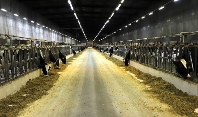 Fazenda paulista produz 100 mil litros de leite por dia