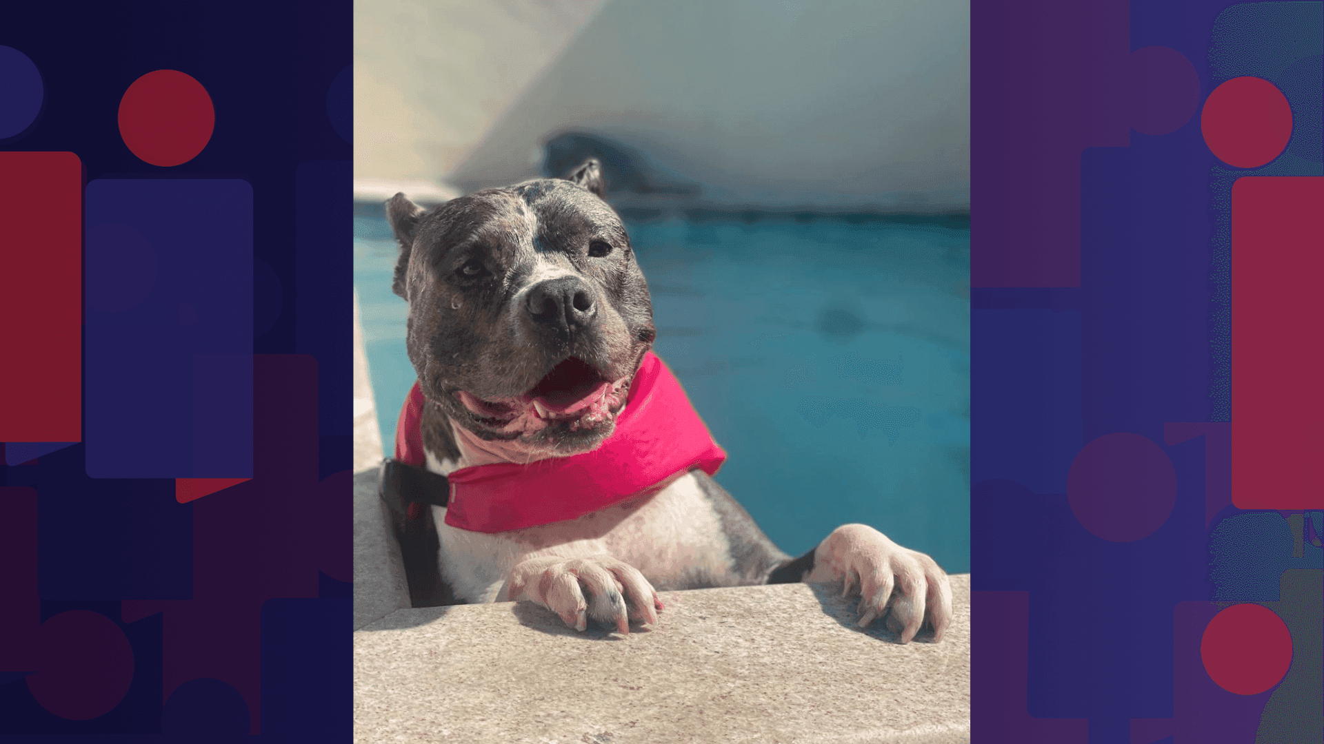 Dessa vez, a vítima foi a cachorra Valentina, de 10 anos, da raça american bully