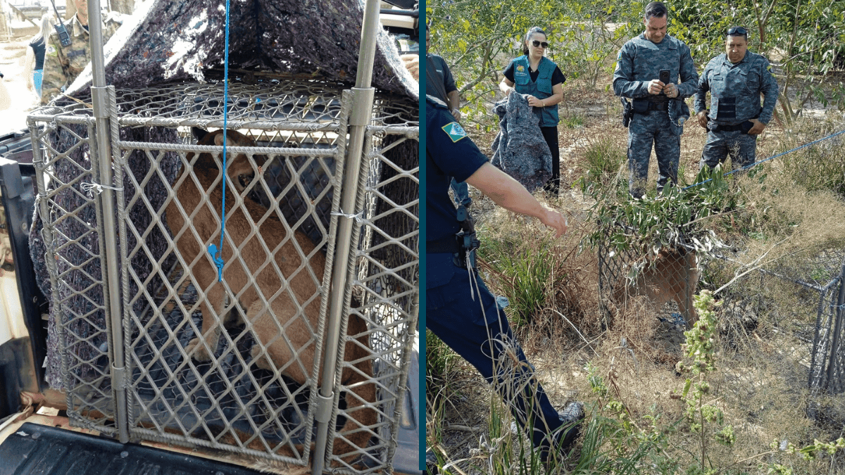 Morador acreditava ser um gato doméstico, mas acabou capturando uma onça-parda