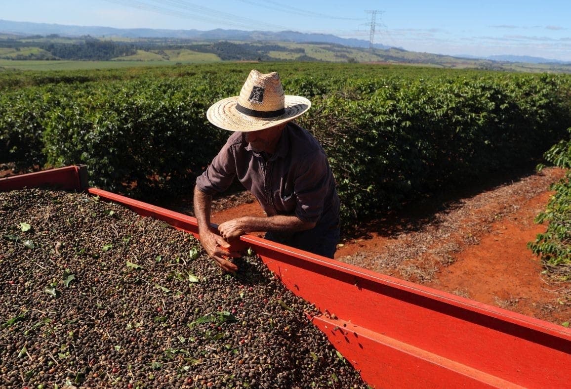 Trabalhador rural colhe café na região de São João da Boa Vista (SP)