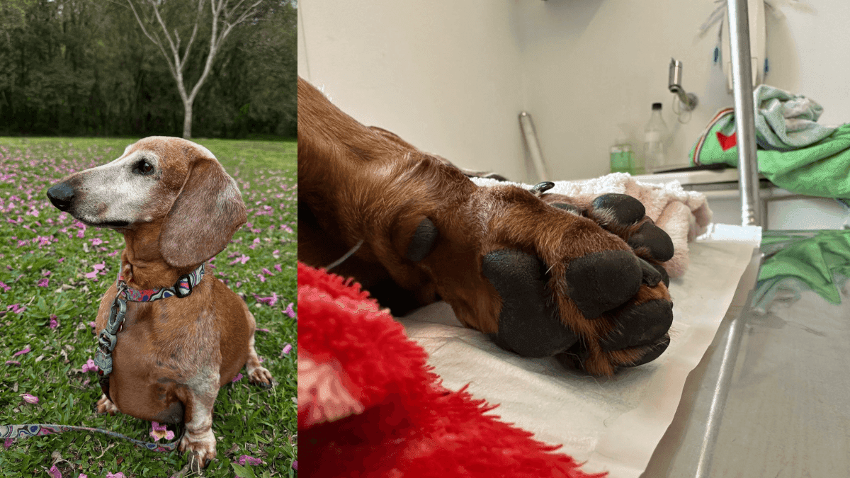 Cadela morreu após ser atacada por cães soltos no Parque Barigui, em Curitiba.