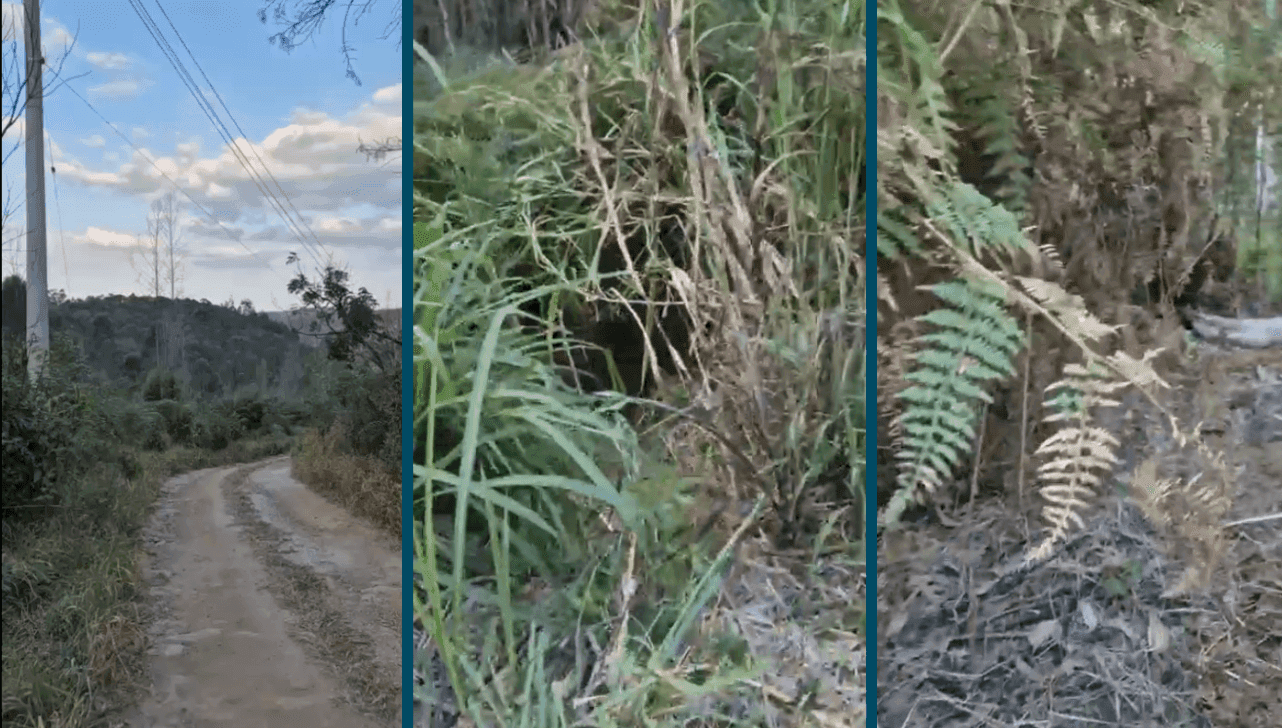 A mulher foi encontrada morta em uma área de mata