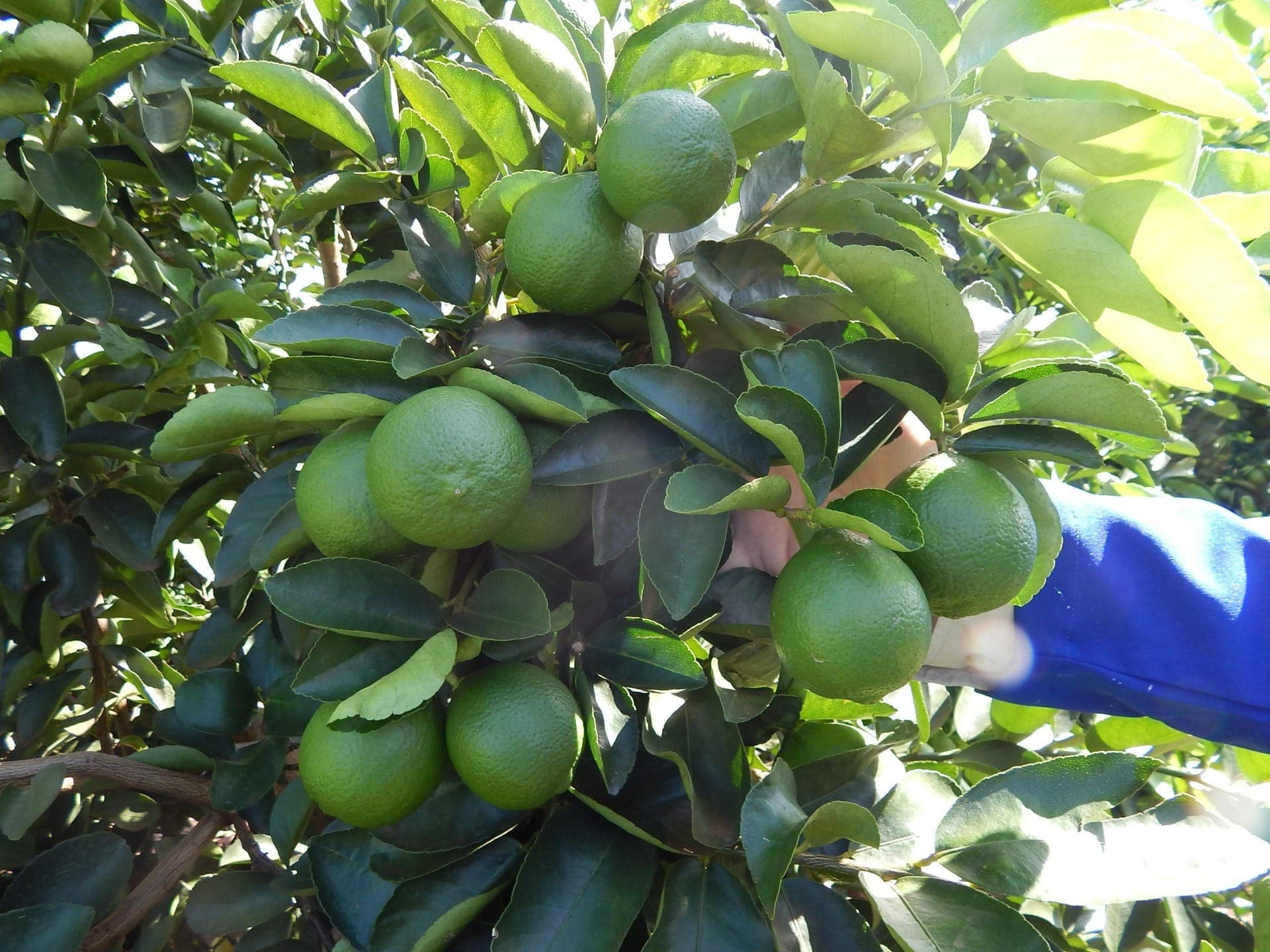 Limão Tahiti é a variedade mais cultivada no Brasil