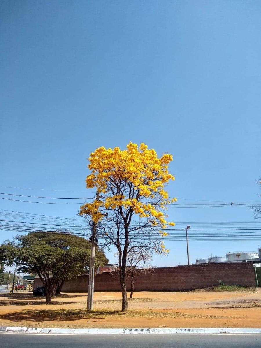Ipês fotografados devem estar localizados na cidade