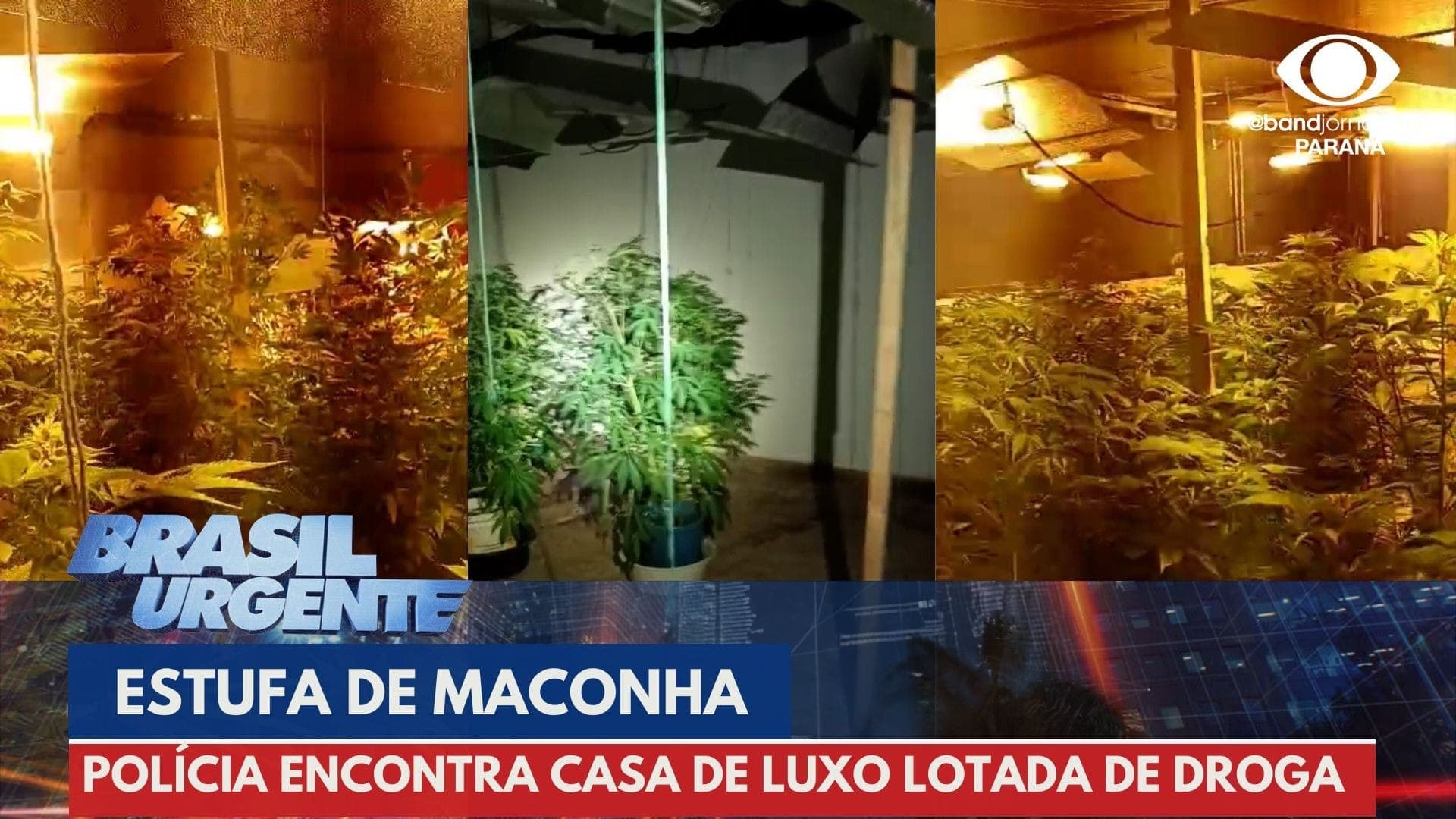 PM encontra estufa de maconha em casa de luxo no Ahu