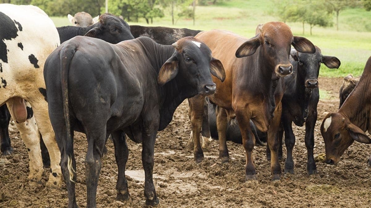Brasil abateu mais bovino fêmea que macho, diz IBGE