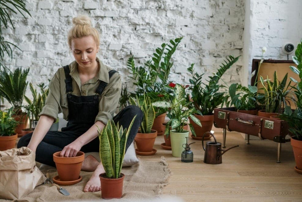Baixa manutenção, alta beleza: plantas perfeitas para ambientes com luz suave