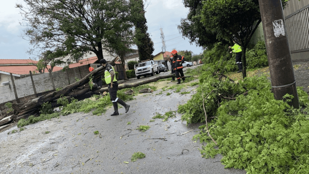 Entre as ocorrências, a mais registrada foi quedas de árvores