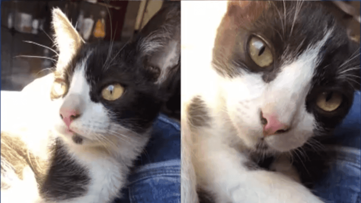 No total, foram oito gatos que morreram após os procedimentos