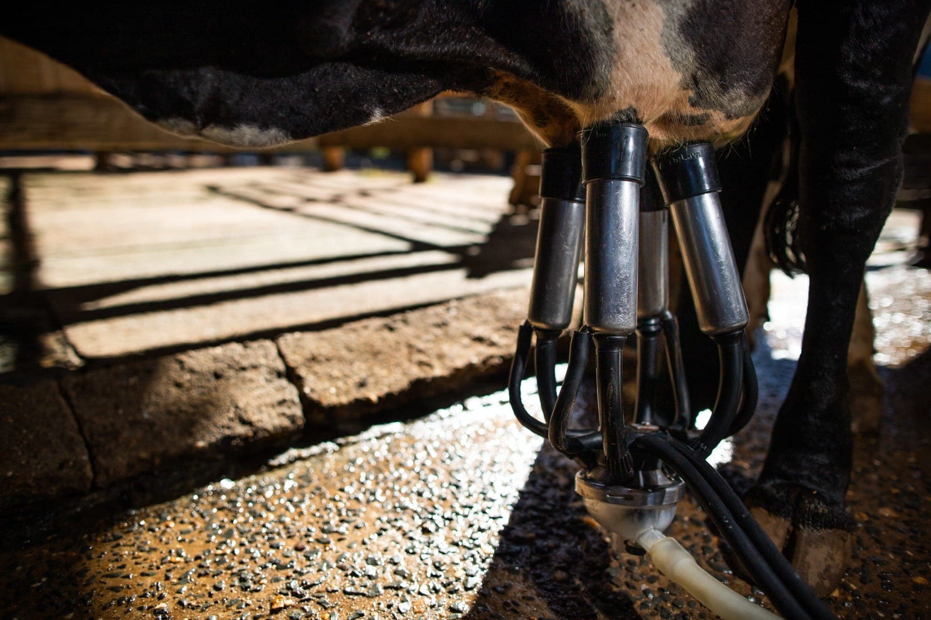 Mastite é o maior desafio sanitario em rebanhos de vacas leiteiras
