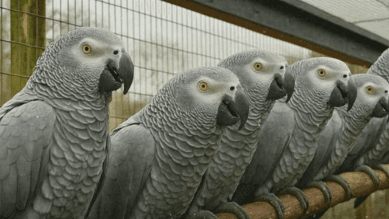 Papagaios que xingavam visitantes de zoologico são separados