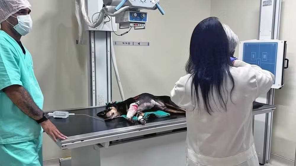 A bala entrou pelo tórax e saiu pela pata esquerda dianteira