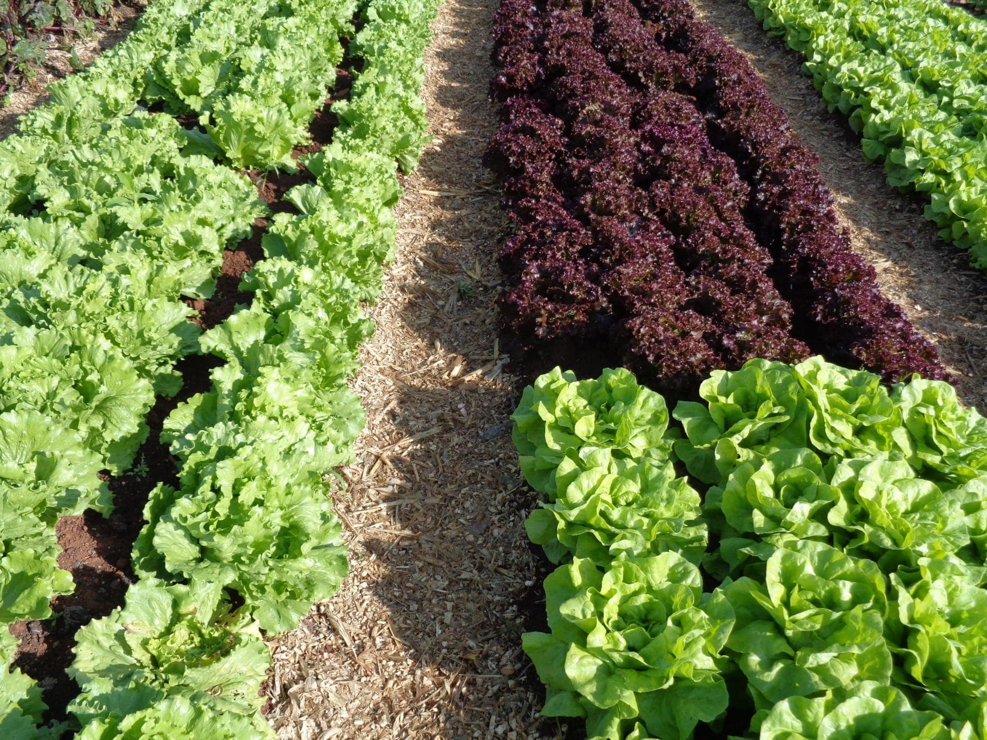 Alface é sensível ao calor e cultivo a céu aberto está ameaçado
