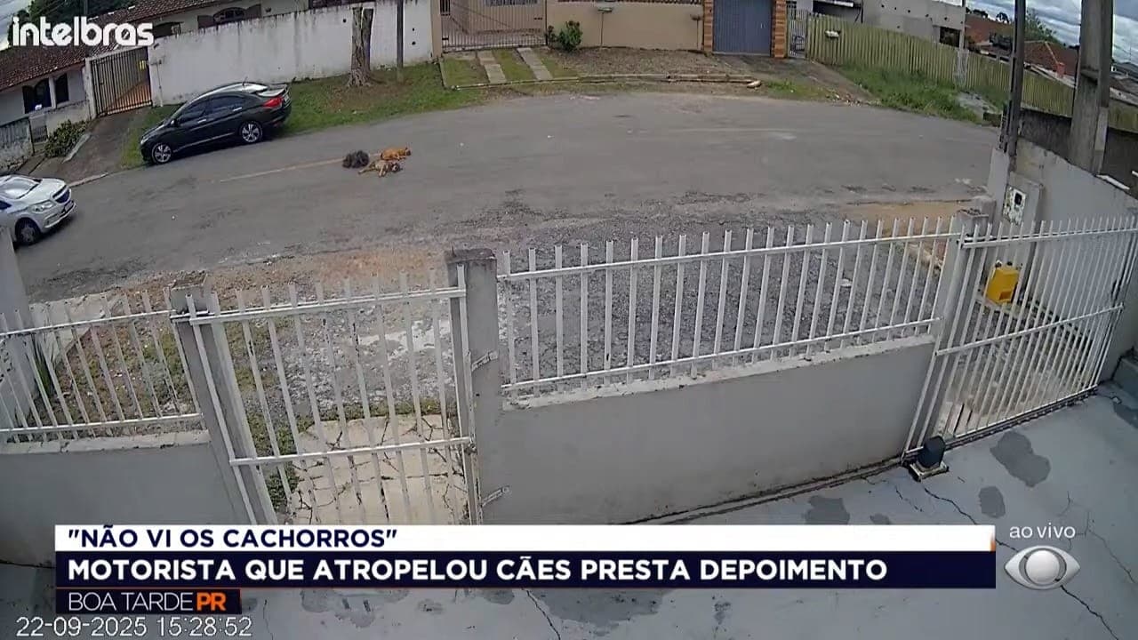 Homem de 33 anos foi indiciado por maus-tratos após atropelar cães no bairro Santa Maria. Ele alegou que estava no celular e não viu os animais.