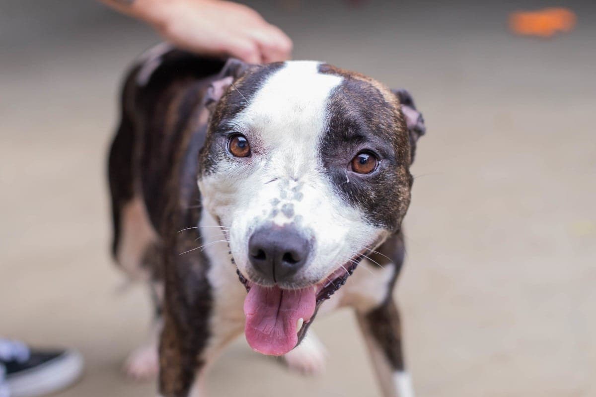 Projeto na Câmara prevê focinheira obrigatória para 22 raças de cães, multas de até R$ 3 mil e cadastro no sistema oficial.
