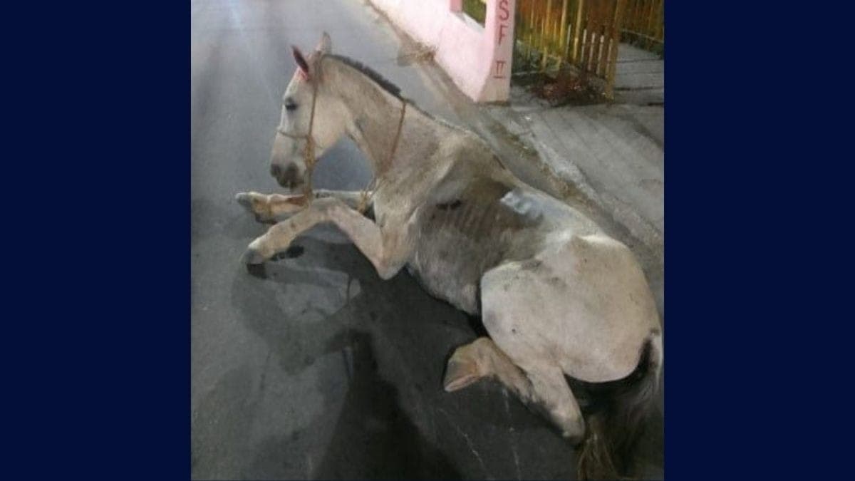 Homem é flagrado arrastando cavalo debilitado pela rua em Guaratinguetá