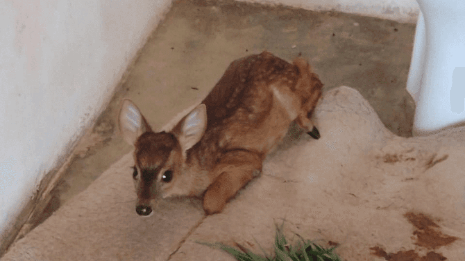 O filho foi levado para o Zoológico Municipal de Bauru