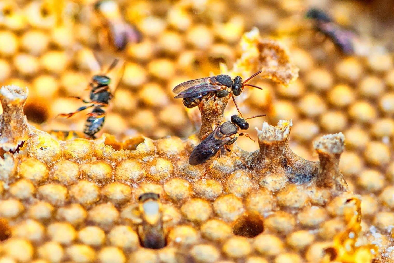 Paraná lidera produção nacional de mel em 2024, aponta IBGE