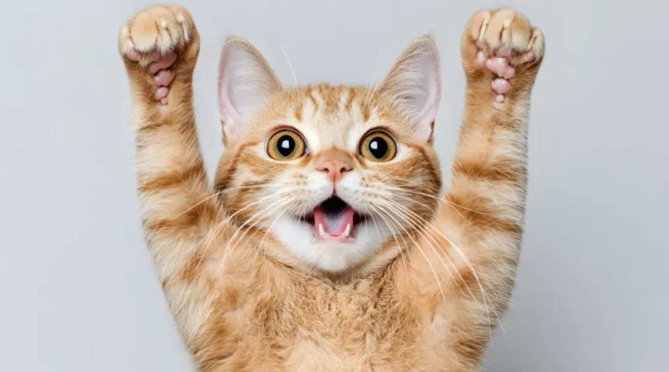 Gatos e Crianças: Como Incentivar uma Convivência Saudável e Segura!