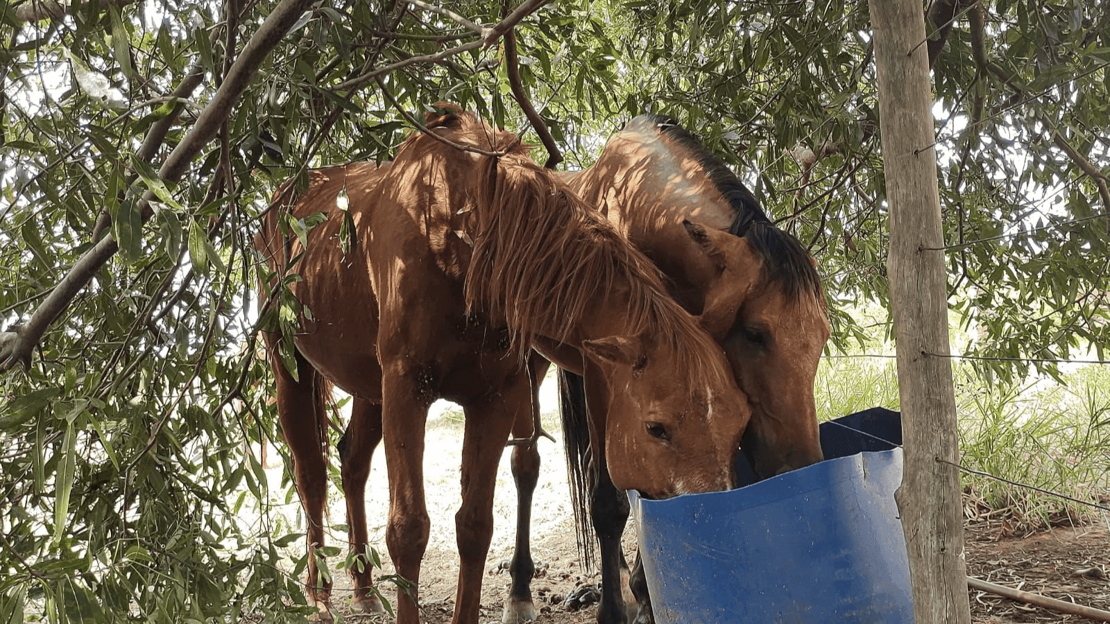 Um dos animais morreu pouco tempo depois de encontrado