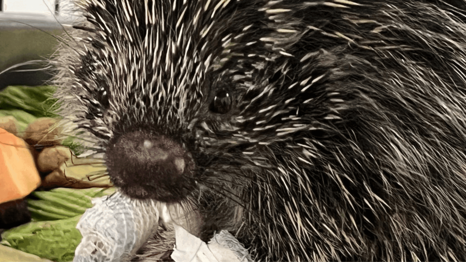Animal foi resgatado na região da Mata do Furquim