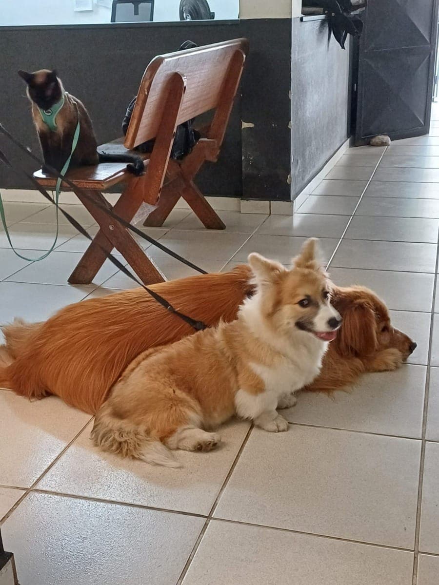 Dois cachorros e um gato foram retirados do veículos