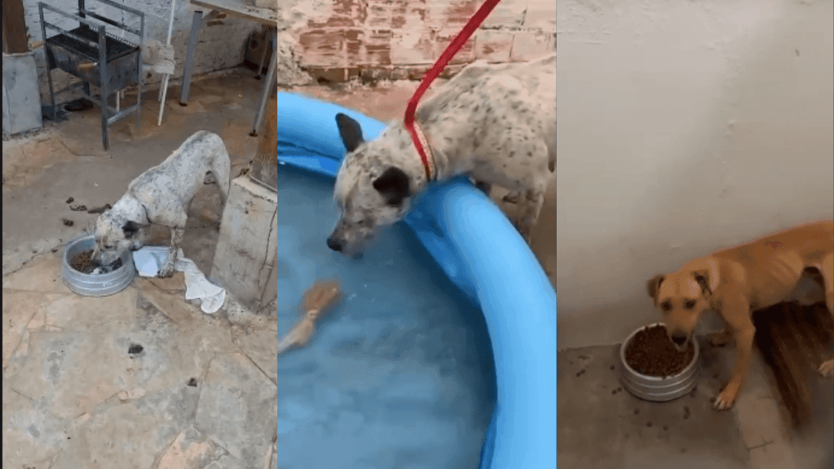 Cachorros já sob os cuidados das equipes de proteção animal