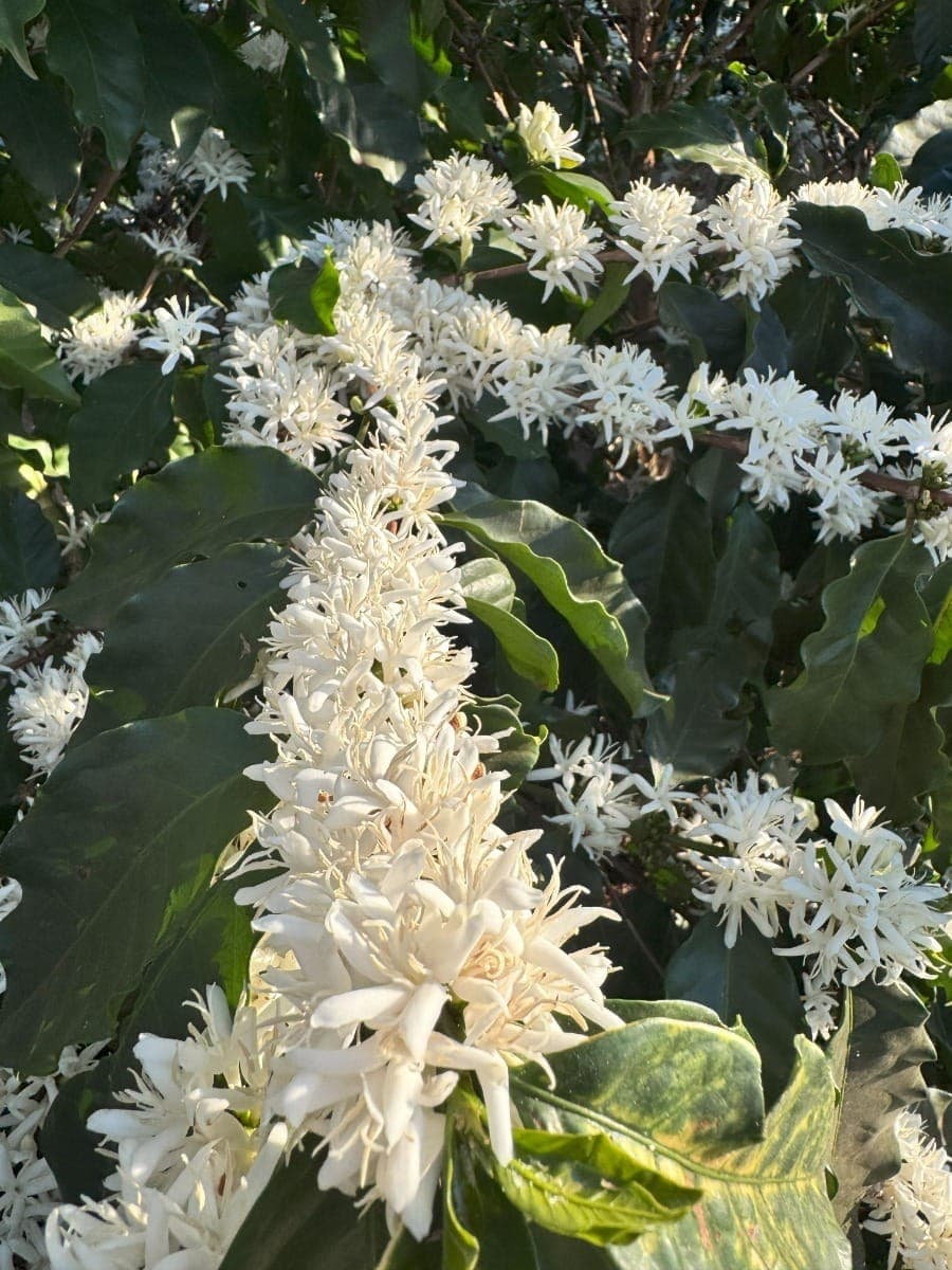 Florada de cafezais na região da Alta Mogiana indica safra 'melhor'