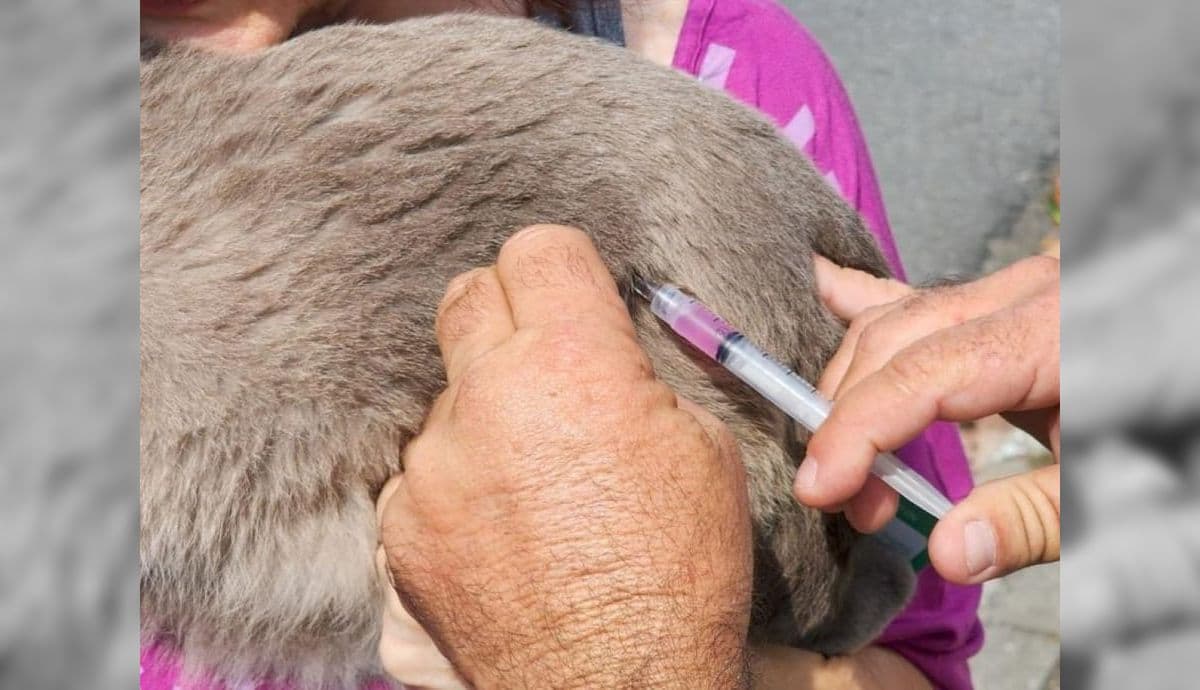 Vacinação antirrábica será na Praça Santa Terezinha nesta semana em Taubaté