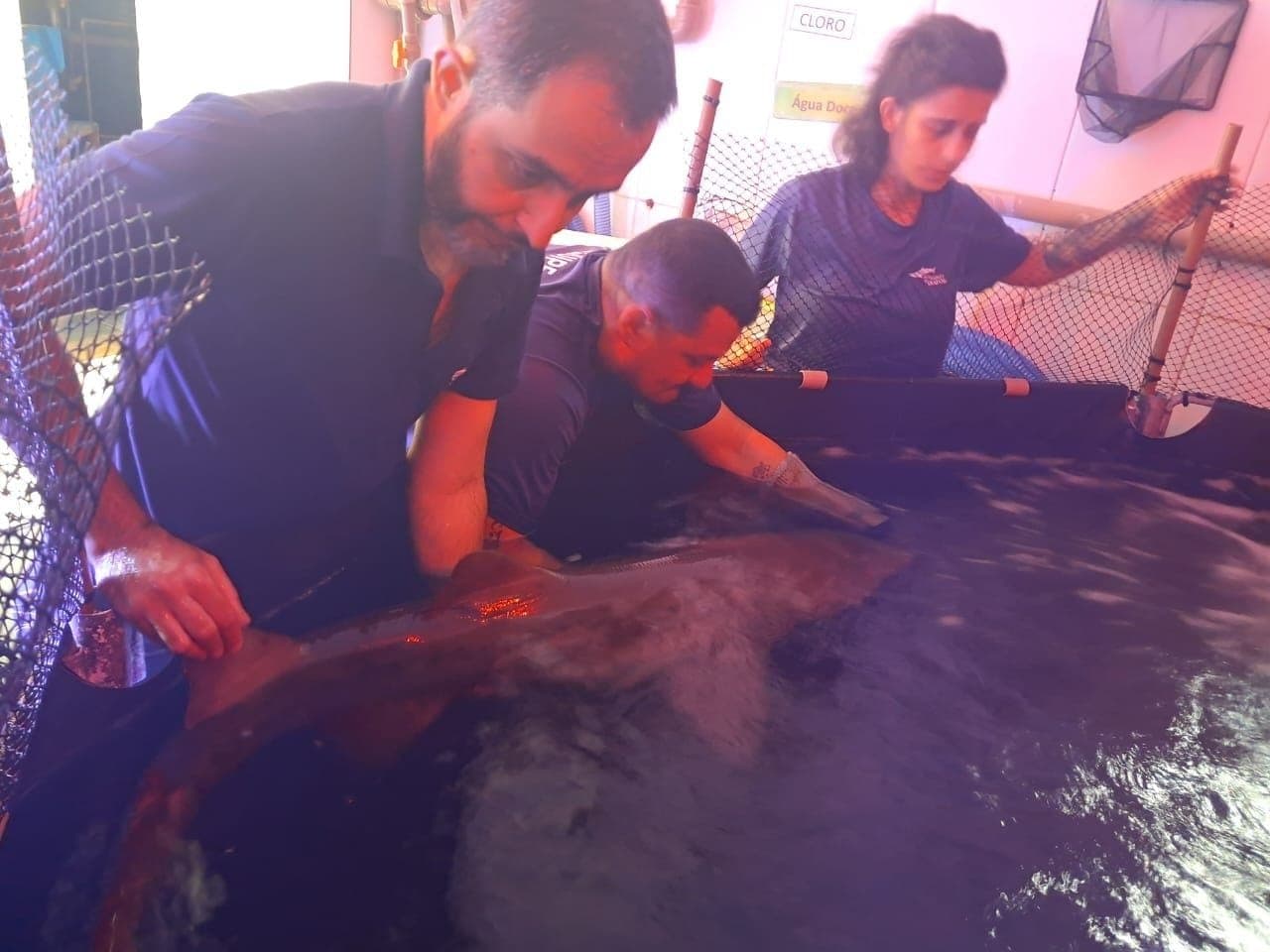 Biólogos e veterinários trabalham para recuperar saúde do animal