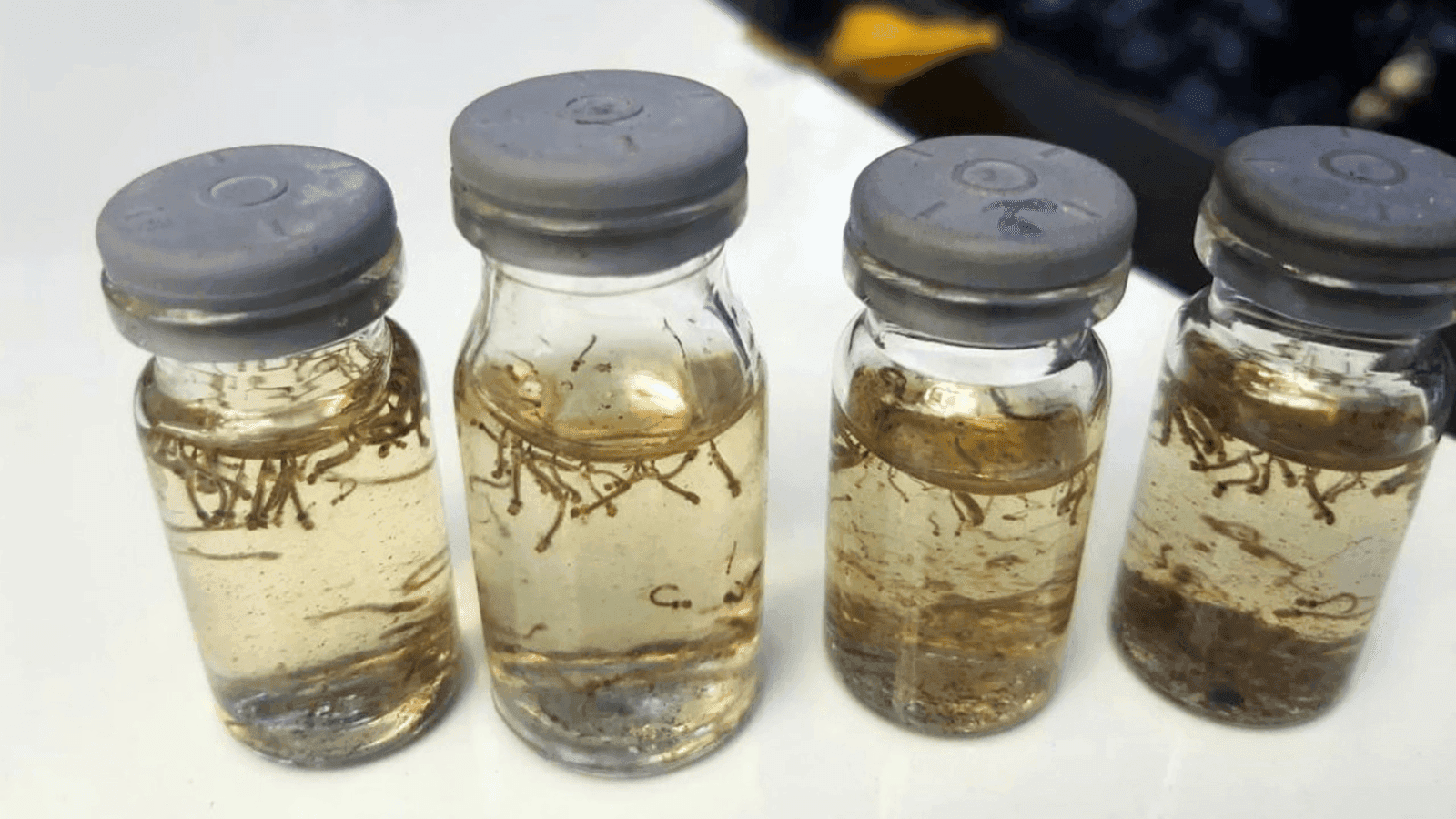 Cidade tenta evitar uma possível epidemia de dengue
