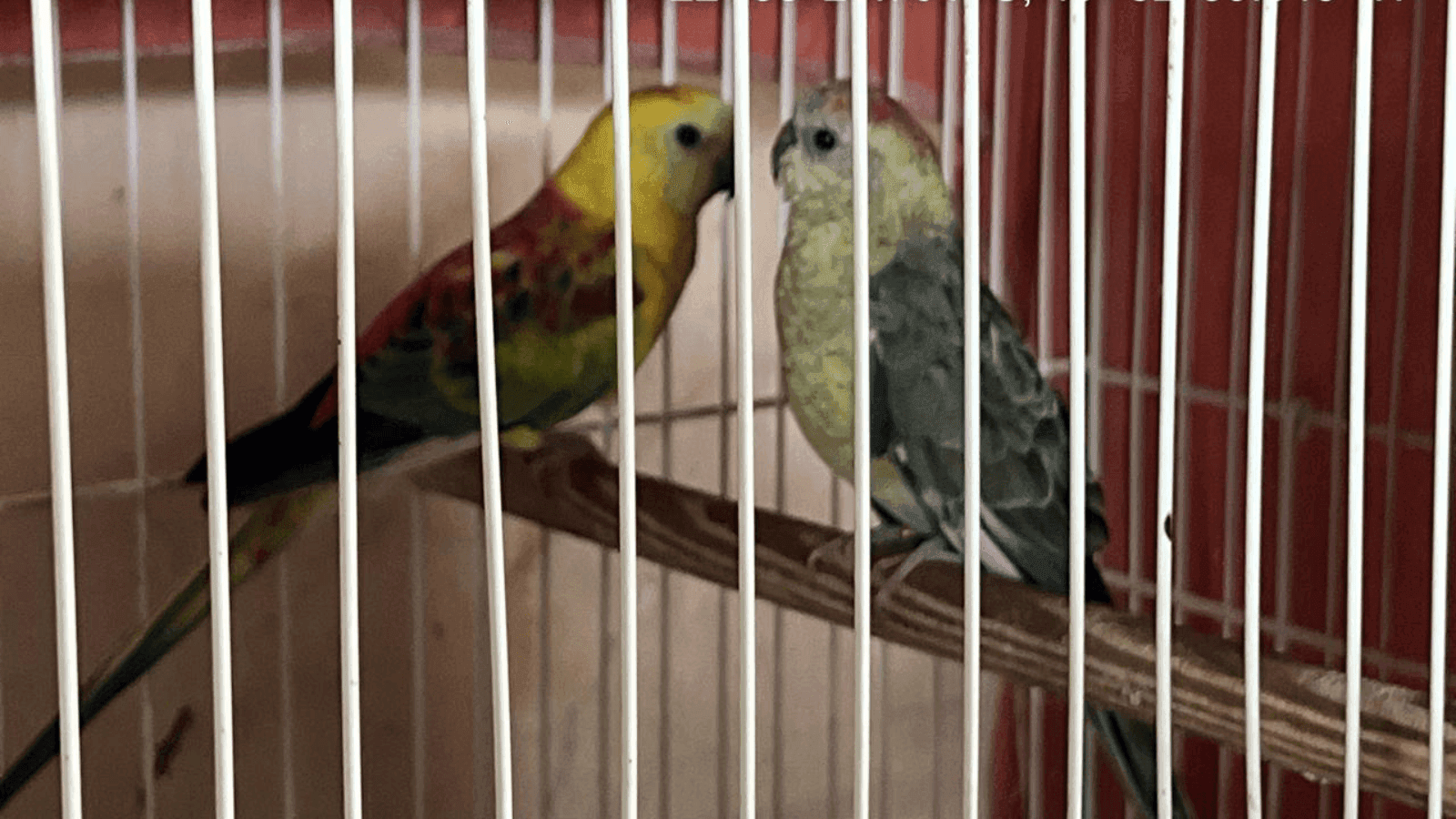 Algumas aves também tinham adulteração nas anilhas